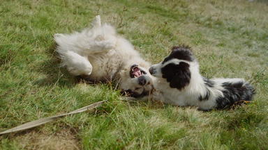 狗打滚绿色草阳光明媚的一天关闭沙哑的玩白色黑色的宠物